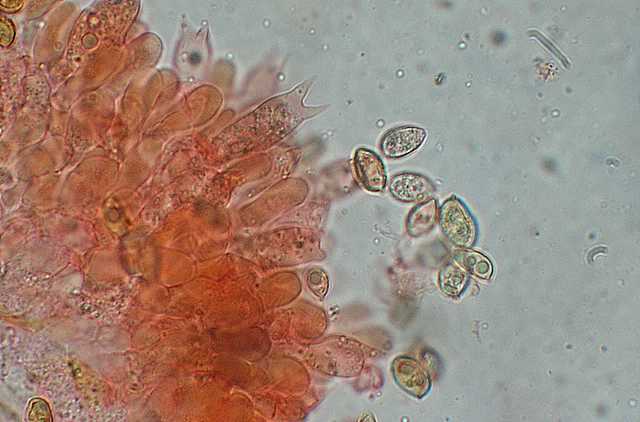 Galerina spec. DSCN 9169